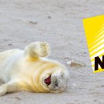 Nikon präsentiert eine Auswahl von Einsendungen für den Comedy Wildlife Awards 2024